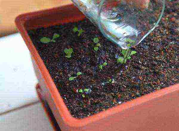 как выращивать примулу из семян в домашних условиях