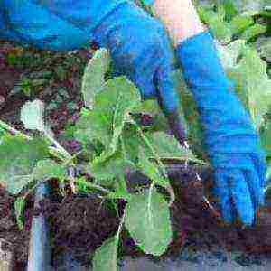 как выращивать рассаду цветной капусты в домашних условиях