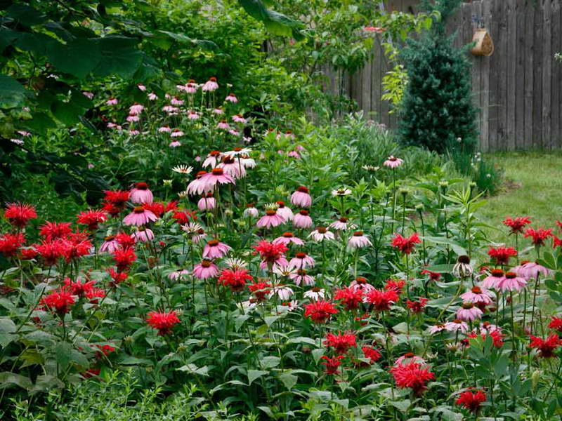 Монарда в саду цветнике фото