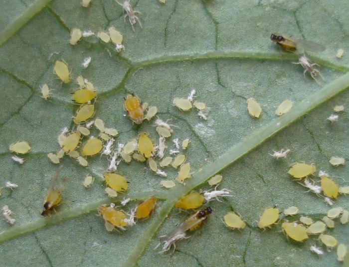 Пример вредителя огурцов - бахчевая тля