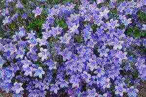 цветы барвинок посадка и уход в открытом грунте