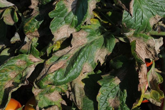 Бурые пятна на листьях томата при заражении растения фитофторой