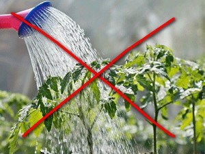 На фото показано, как нельзя поливать помидоры – делать это следует под корень