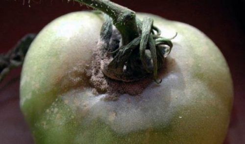 Серая гниль на зеленом плоде томата