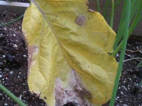 почему желтеют листья баклажан