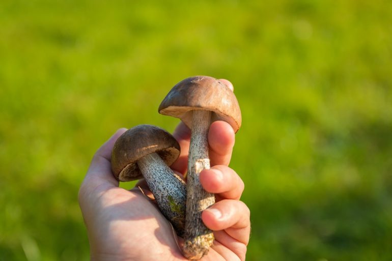 Снятся грибы