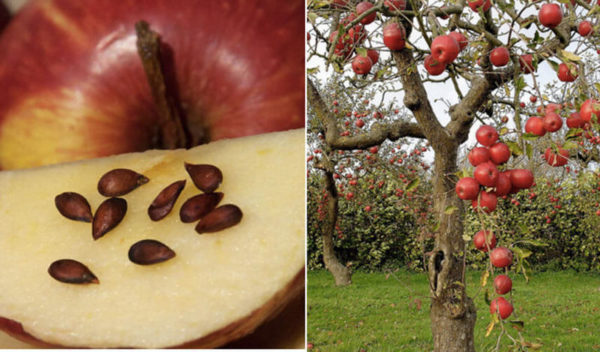 Можно ли вырастить яблоню из семечка