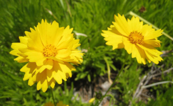 Кореопсис ланцетовидный желтого цвета