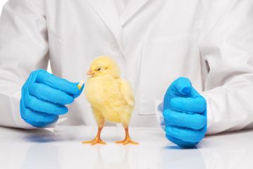 лечение цыплят медикаментами
