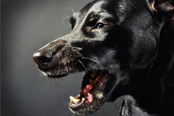 К чему снится черная собака: грозный знак или дивное предзнаменование?