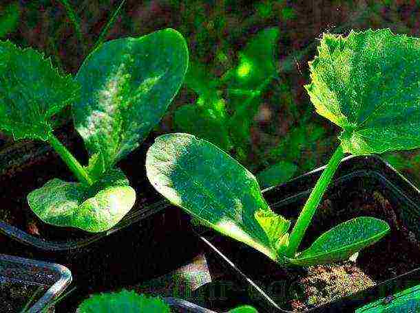 как выращивать рассаду кабачков в домашних условиях