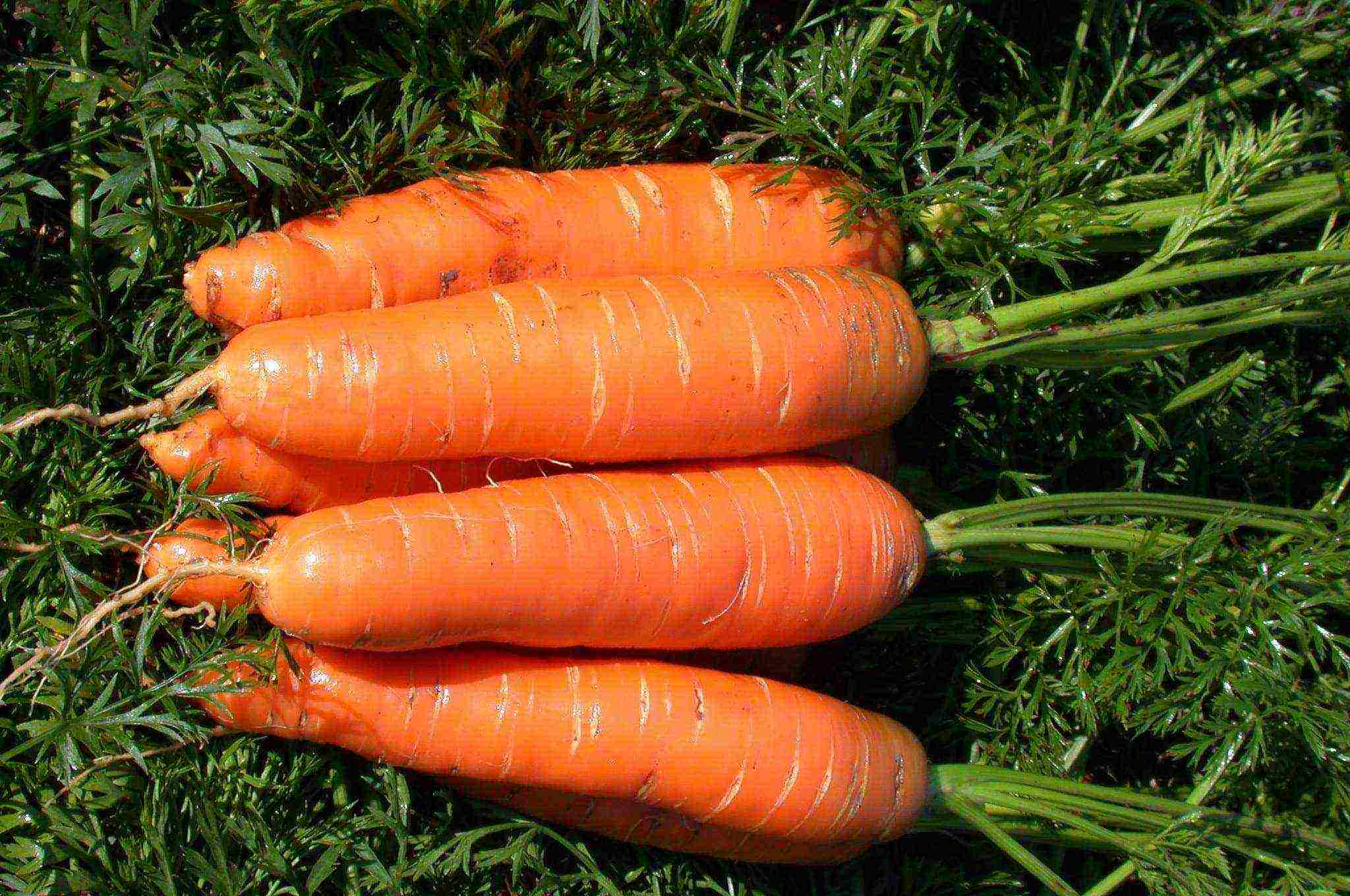 морковь хороший сорт