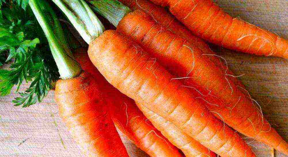 морковь хороший сорт