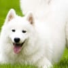 добрая белая собака