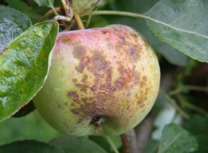 Болезни яблонь и их лечение фото