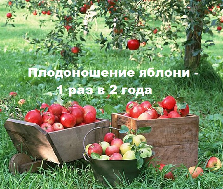 Урожайность яблони