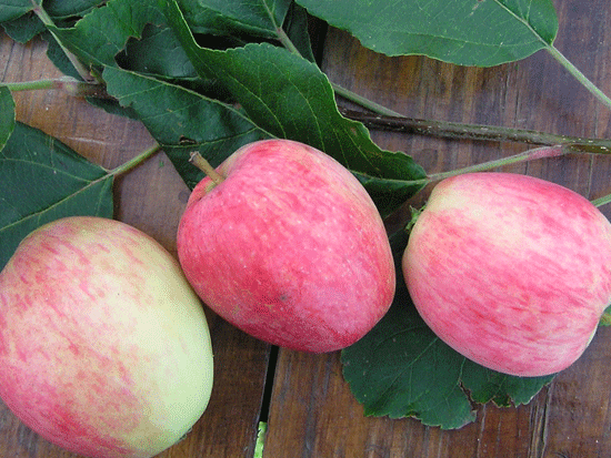 Летние сорта яблонь