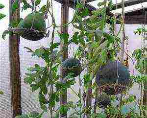 как правильно выращивать арбузы и дыни в теплице