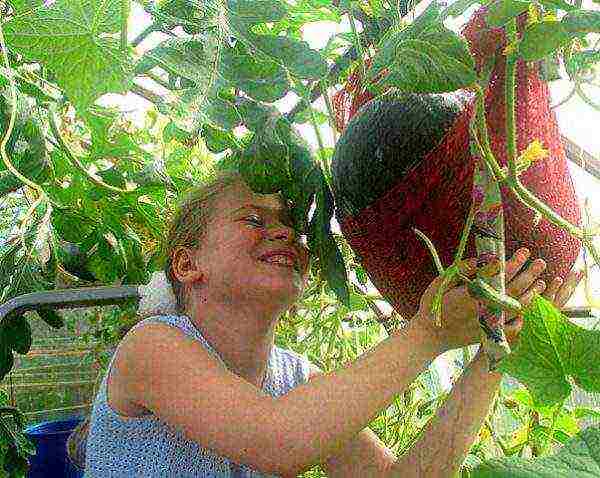 как правильно выращивать арбузы и дыни в теплице