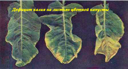 Дефицит калия на листьях цветной капусты