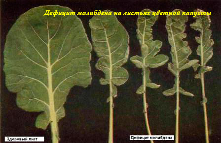 Недостаток молибдена на листьях цветной капусты