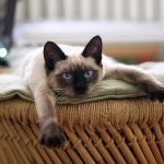 Анемия у кошек — симптомы и лечение