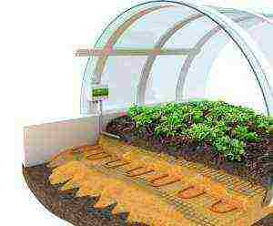 что можно выращивать в теплице из поликарбоната зимой