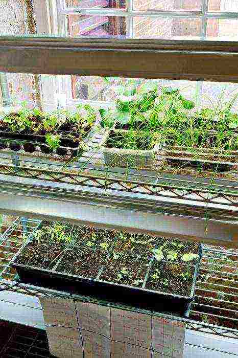 как выращивать лук в домашних условиях порей