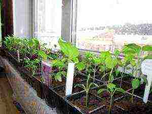 как выращивать перец из семян в домашних условиях