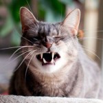 Чиханье у кошки: причины и лечение