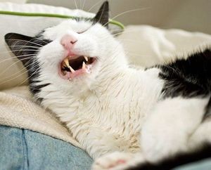 Лечение чихания у кошек