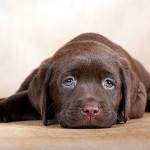 Причины появления и лечение папилломы у собаки