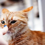 Чихает домашний кот: лечим правильно
