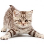 Причины возникновения и лечение запора у котов