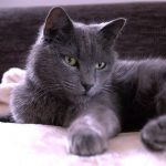 Желудочные расстройства у кошек
