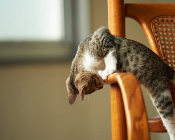 Как отучить кошку драть обои и мебель. Используем ароматы