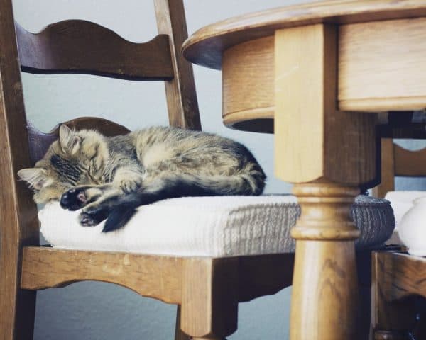 Как отучить кошку драть обои и мебель. Внимание и забота