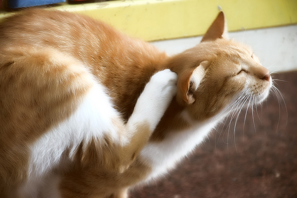 Если не чистить уши коту, у него может образоваться ушная серная пробка