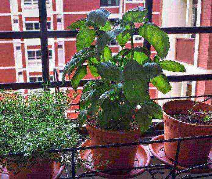 как выращивать базилик в домашних условиях зимой