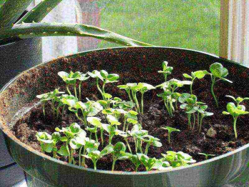 как выращивать базилик в домашних условиях зимой