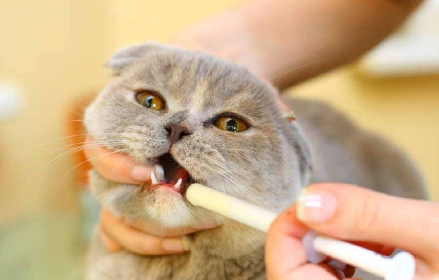 Поить кошку можно при помощи шприца