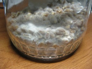 Как сделать мицелий грибов в домашних условиях