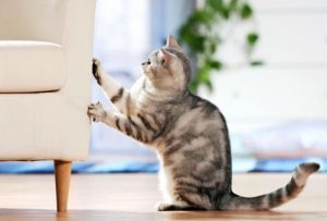 как отучить кошку драть мебель