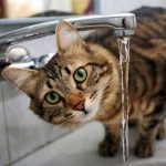 Как спасти кошку от обезвоживания если не хочет пить