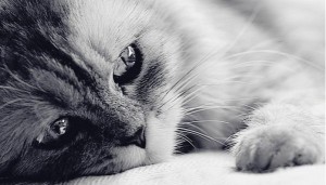 Диагностика чумки у кошек