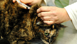 Вакцинация кошки от чумки