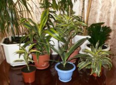 Драцена душистая: польза и вред экзотического растения для дома