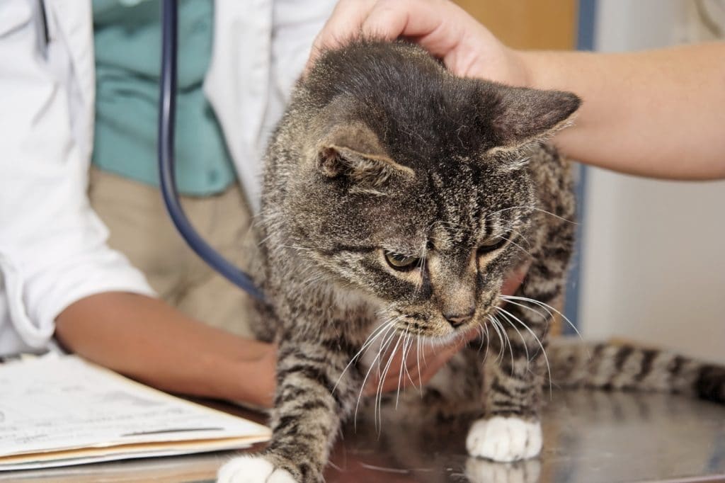 Обследование кота у ветеринара