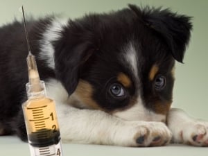вакцинирование и профилактика