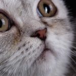 Почему у кошки слезятся глаза что делать в домашних условиях